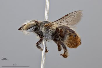 Media type: image;   Entomology 791046 Aspect: habitus lateral view